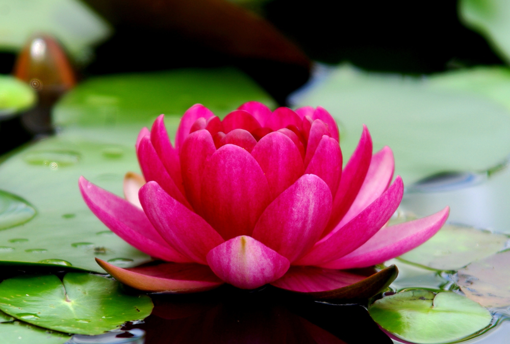 Welcome to RLP Holistic Wellness