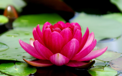 Welcome to RLP Holistic Wellness